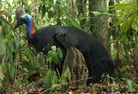 endnagered cassowary Mission Beach